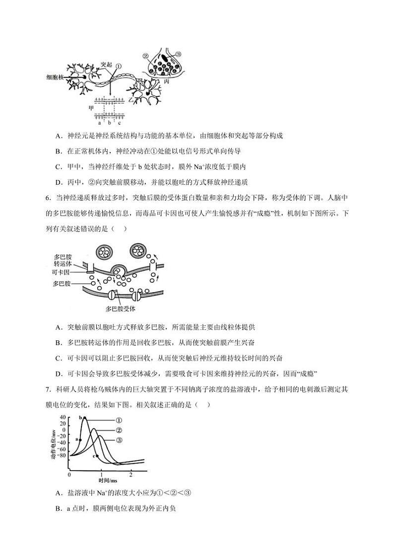 2025年高考生物一轮复习 神经调节 专项练02