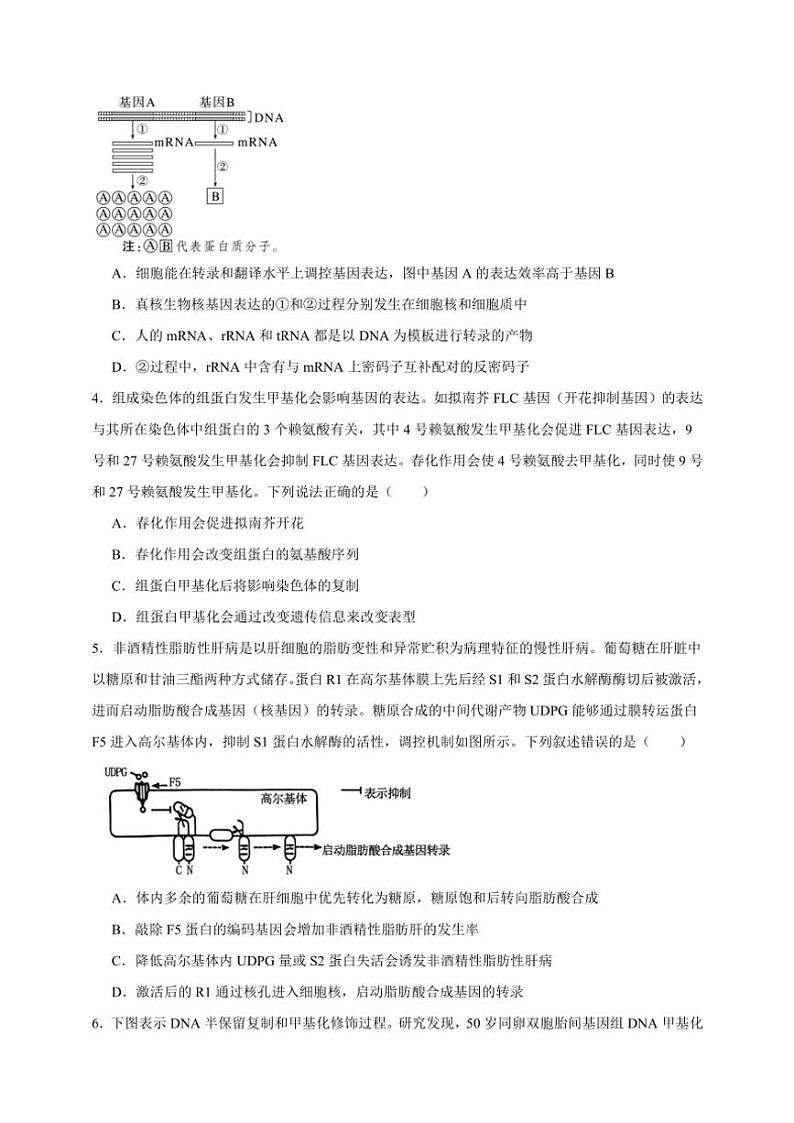 2025年高考生物一轮复习 基因的表达、基因与性状的关系 基础练第2页