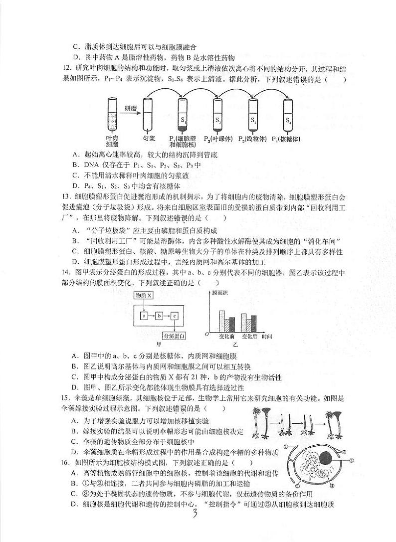 江苏省泰州市海陵区江苏省泰州中学2024-2025学年高一上学期11月期中生物试题(001)第3页