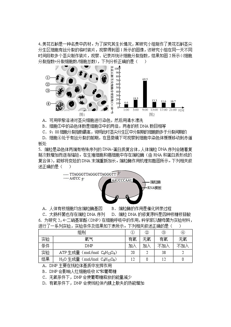 湖南省邵阳市武冈市2024-2025学年高三上学期期中考试生物试题第2页