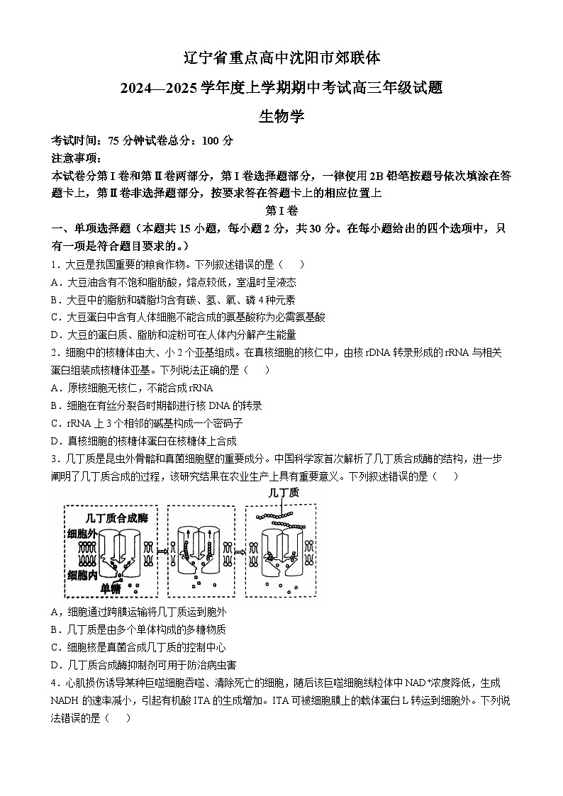 2025沈阳郊联体高三上学期11月期中考试生物含答案第1页