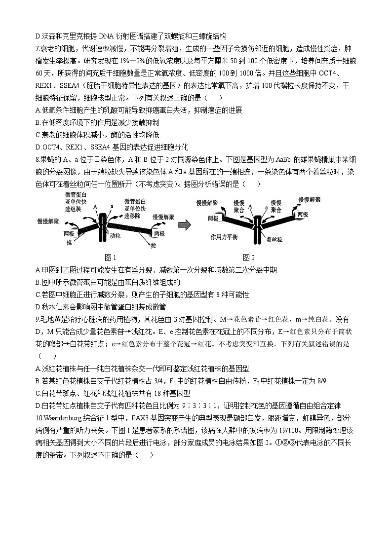 2025临沂高三上学期11月期中考试生物含答案第3页
