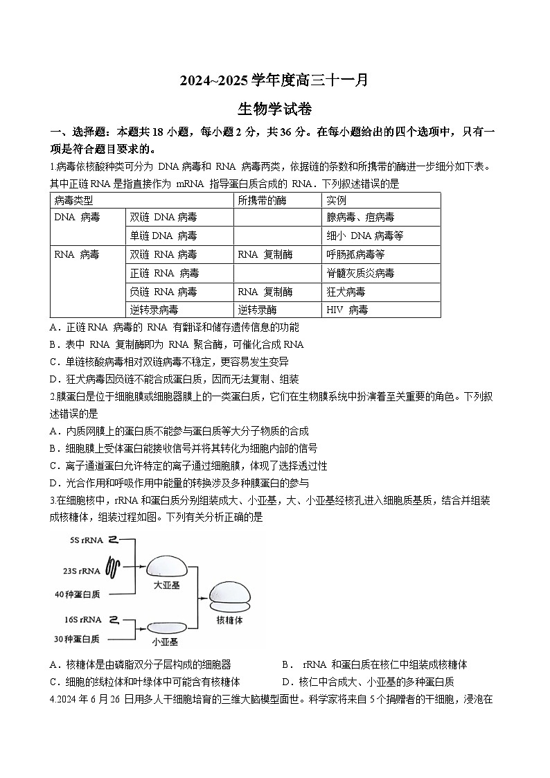 2025武汉江岸区高三上学期11月调考试题生物含答案第1页