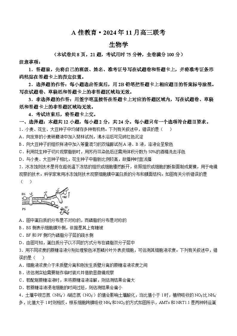 湖南省湖湘教育三新探索协作体（A佳教育）2024-2025学年高三上学期11月期中联考生物试卷（Word版附解析）01