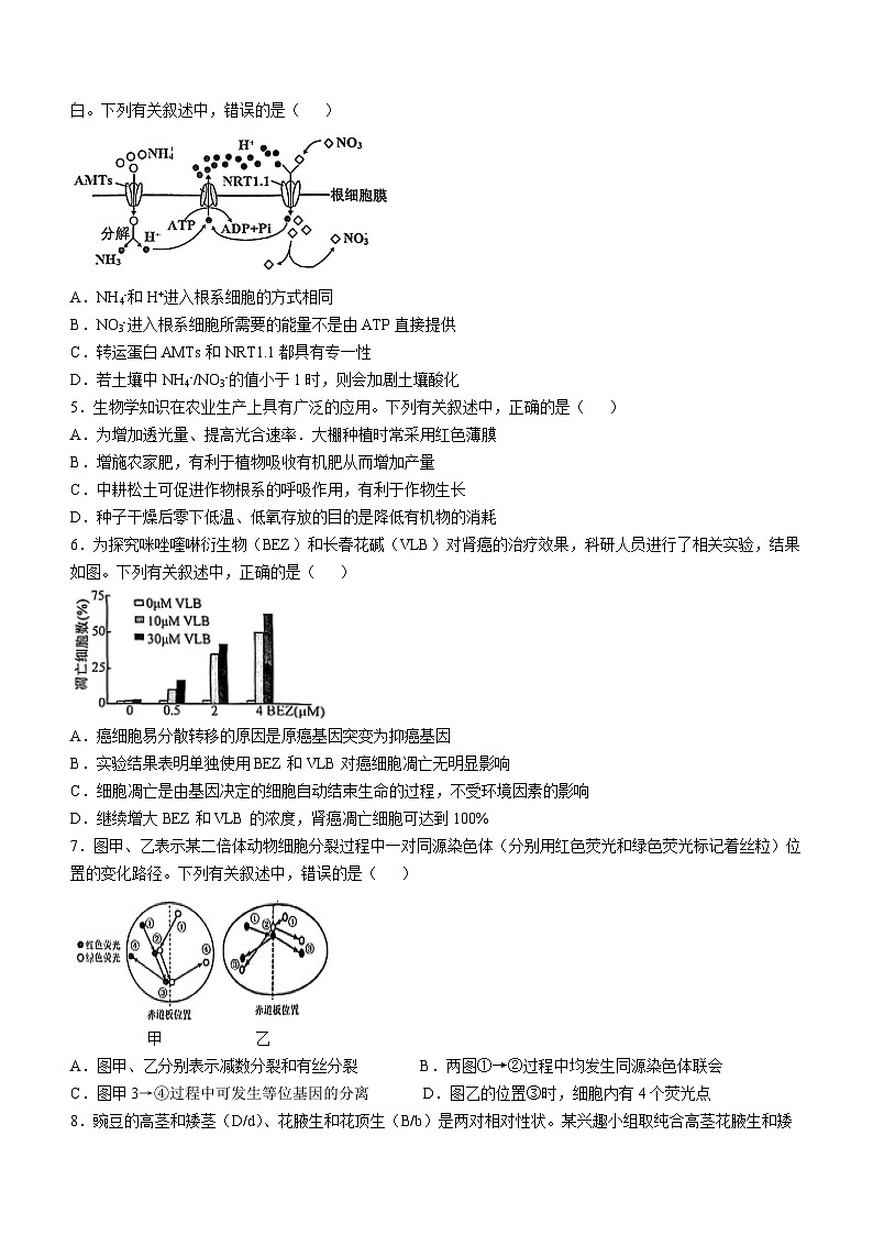 湖南省湖湘教育三新探索协作体（A佳教育）2024-2025学年高三上学期11月期中联考生物试卷（Word版附解析）02