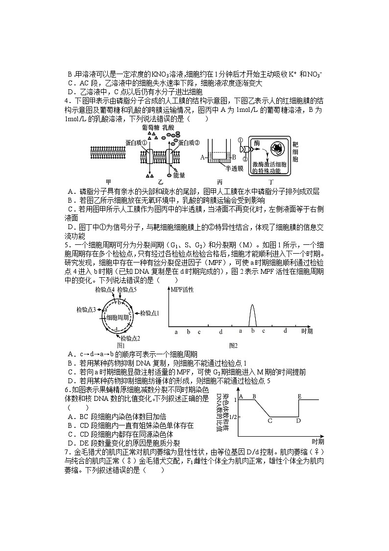 湖南省邵阳市武冈市2024-2025学年高二上学期期中考试生物试题第2页