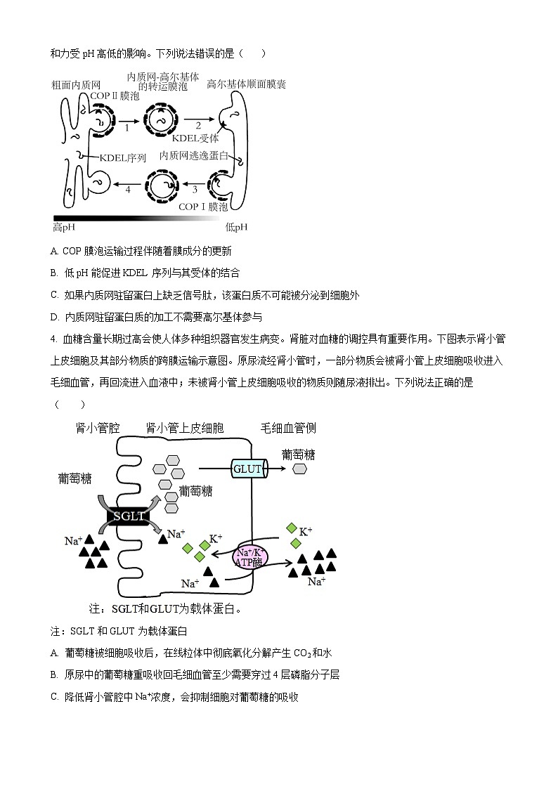重庆市西南大学附属中学2024-2025学年高三上学期11月阶段性检测生物试卷  Word版无答案第2页