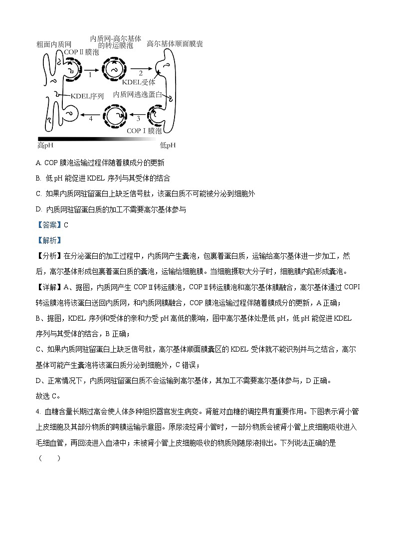 重庆市西南大学附属中学2024-2025学年高三上学期11月阶段性检测生物试卷  Word版含解析第3页