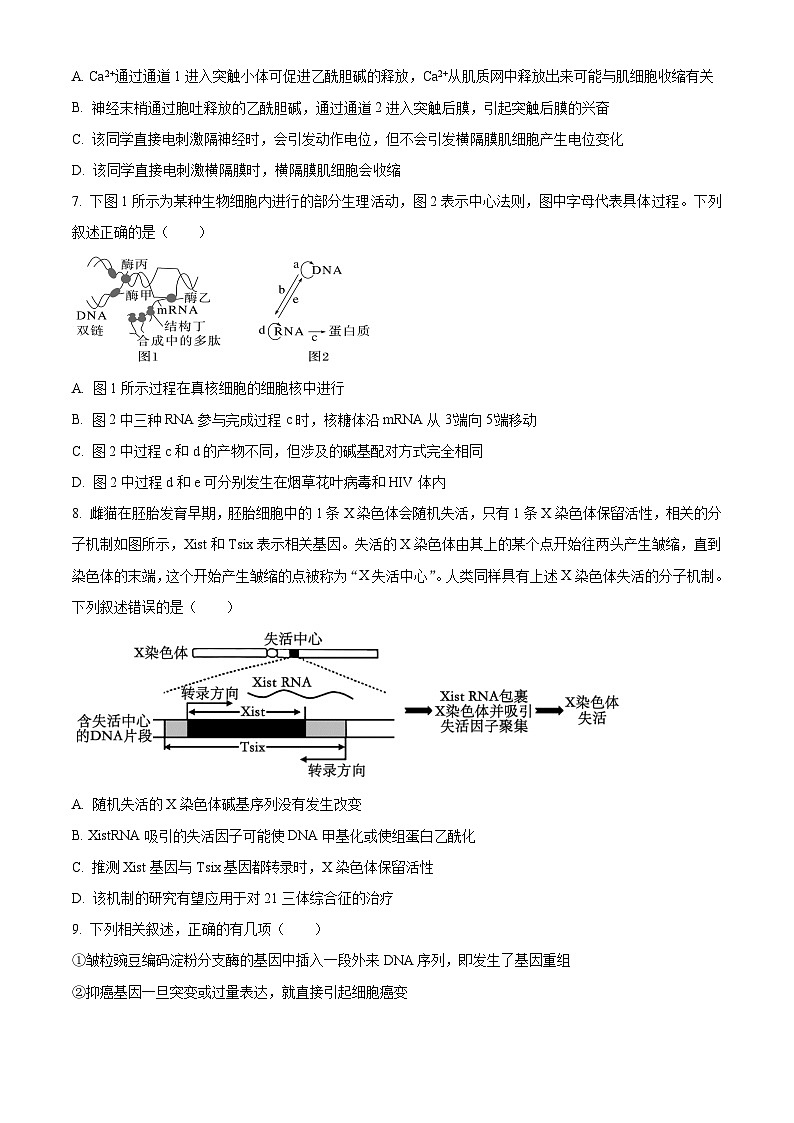 重庆市字水中学2024-2025学年高二上学期期中考试生物试题 Word版无答案第3页