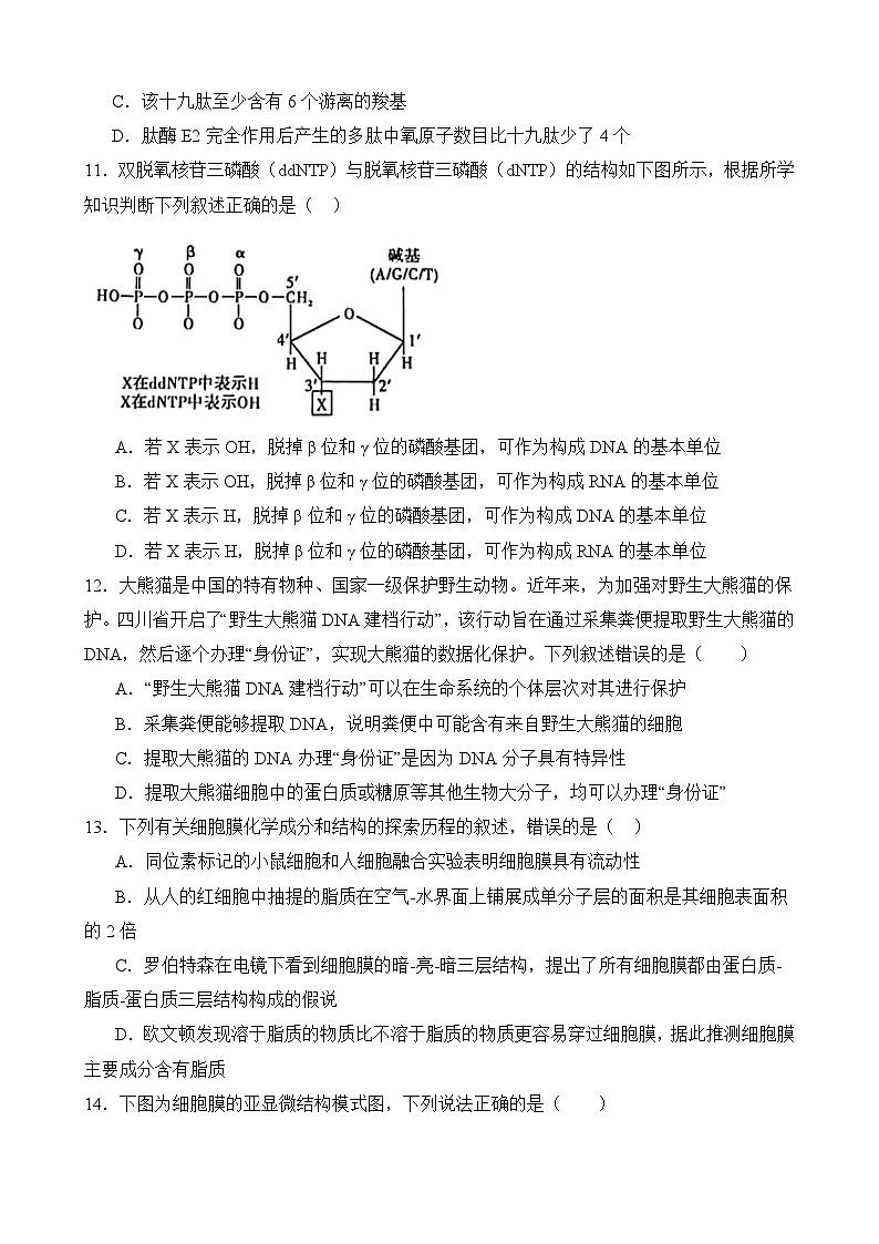 湖北省荆州中学2024-2025学年高一上学期期中考试生物试卷第3页