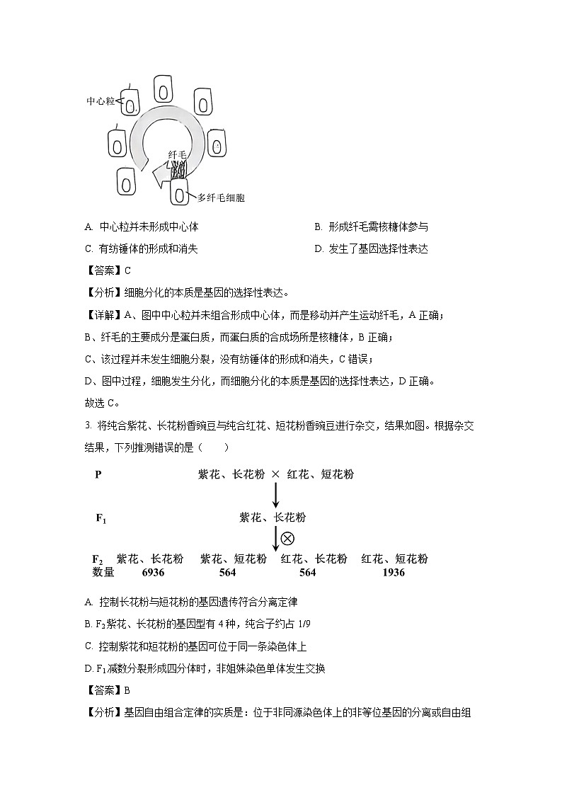 北京市海淀区2024-2025学年高三上学期11月期中考试生物试卷（解析版）第2页
