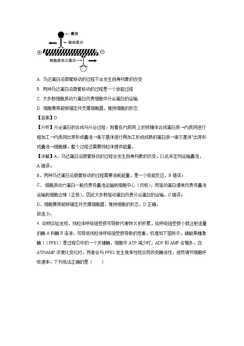 山东省青岛市2024-2025学年高三上学期11月期中生物试卷（解析版）第3页
