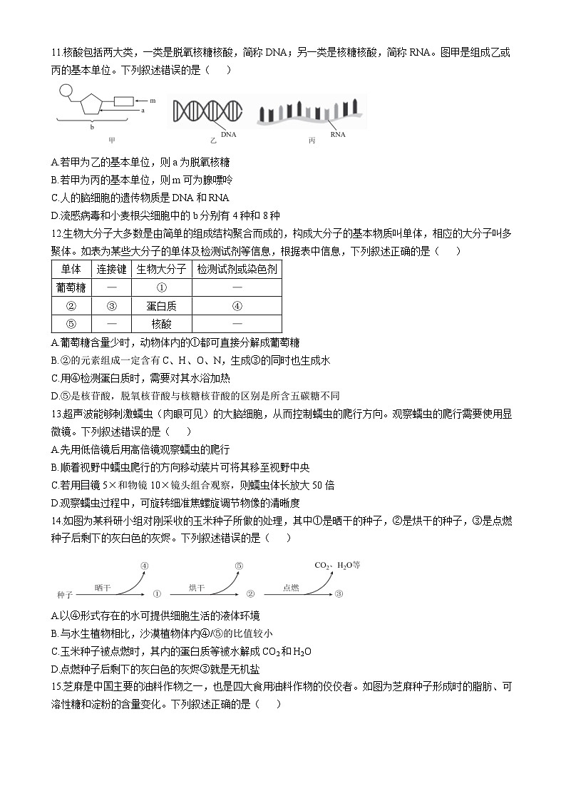 广东省衡水金卷2024-2025学年高一上学期11月联考生物试卷（Word版附答案）03