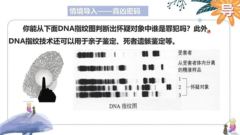 2025届高三一轮复习生物：遗传信息的携带者—核酸课件02