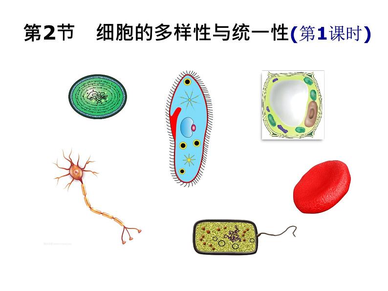 2025届高三生物一轮复习课件1.2细胞的多样性与统一性(1.5课时)第1页