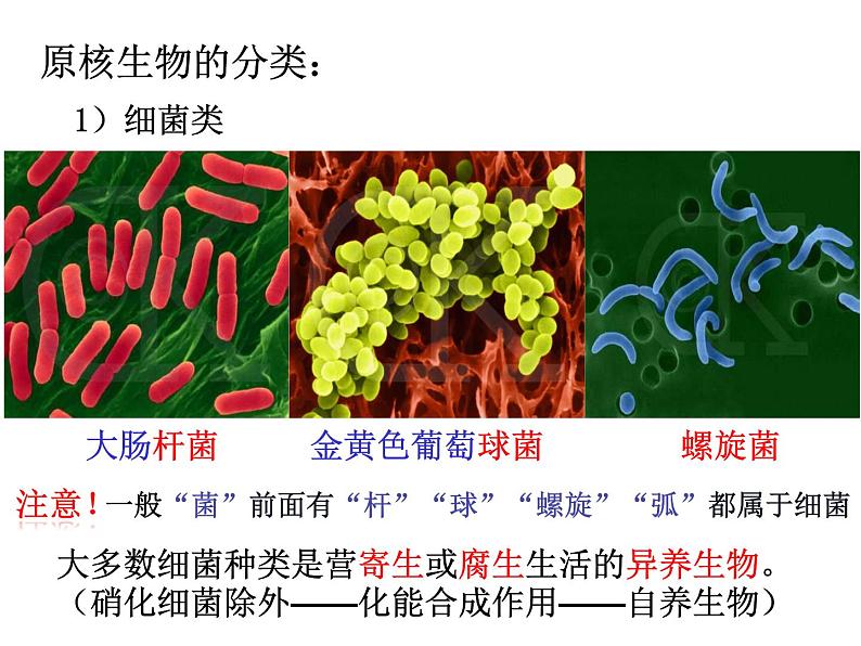 2025届高三生物一轮复习课件1.2细胞的多样性与统一性(1.5课时)第5页