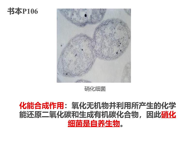 2025届高三生物一轮复习课件1.2细胞的多样性与统一性(1.5课时)第6页