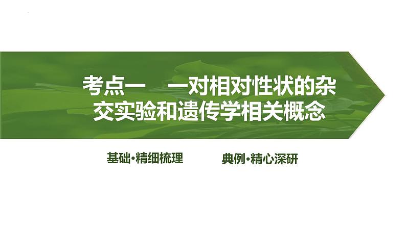 2025届高三生物一轮复习课件分离定律的发现第3页