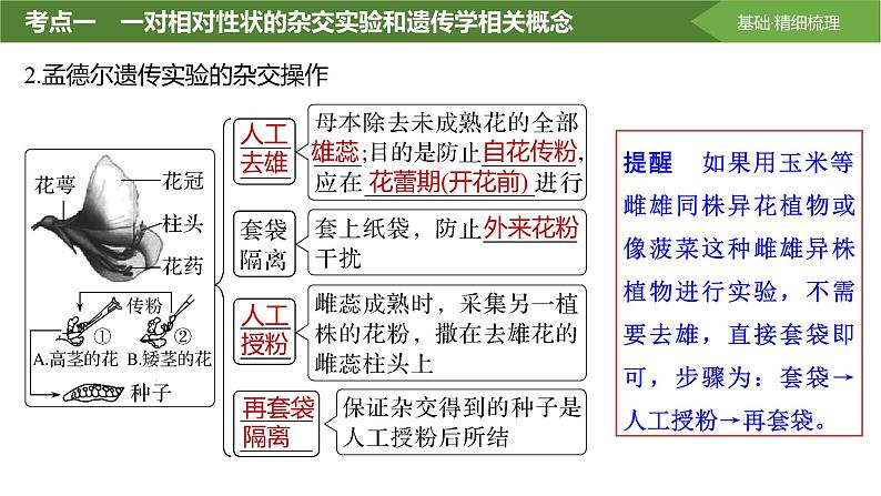 2025届高三生物一轮复习课件分离定律的发现第5页