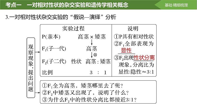 2025届高三生物一轮复习课件分离定律的发现第6页