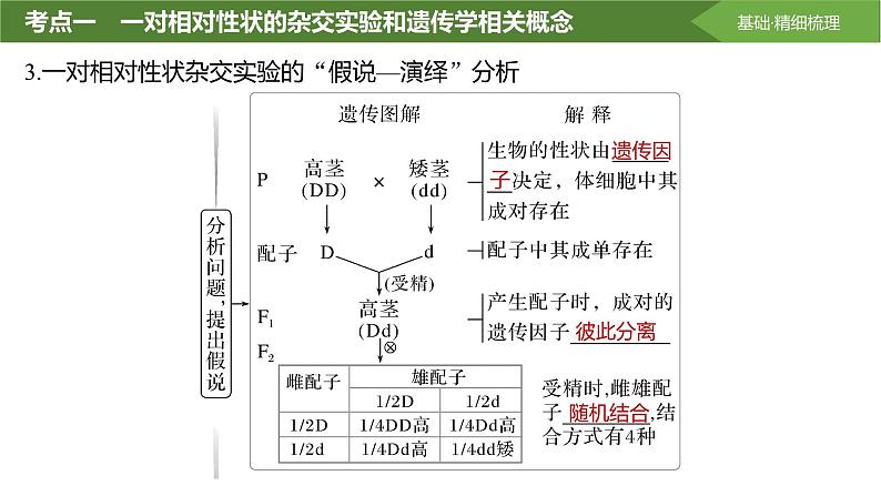 2025届高三生物一轮复习课件分离定律的发现第7页