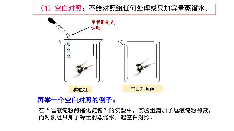 2025届高三生物一轮复习课件生物实验设计专题突破第5页