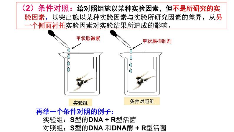 2025届高三生物一轮复习课件生物实验设计专题突破第6页