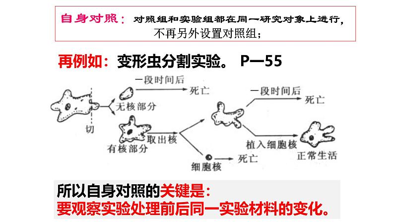 2025届高三生物一轮复习课件生物实验设计专题突破第8页