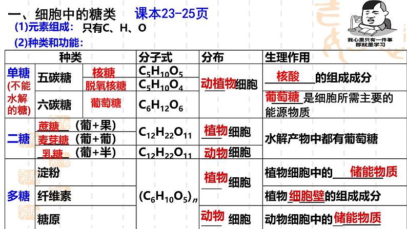 2025届高三生物一轮复习课件第二章第三节糖类，脂质第3页