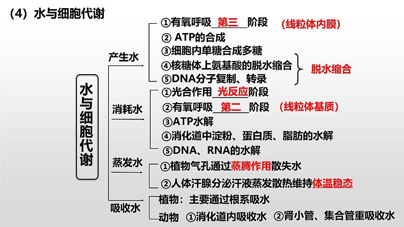 2025届高三生物一轮复习课件第2讲细胞中的无机物、糖类和脂质第8页