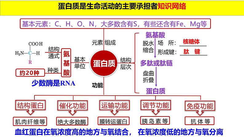 2025届高三生物一轮复习课件第3讲蛋白质是生命活动的主要承担者第5页