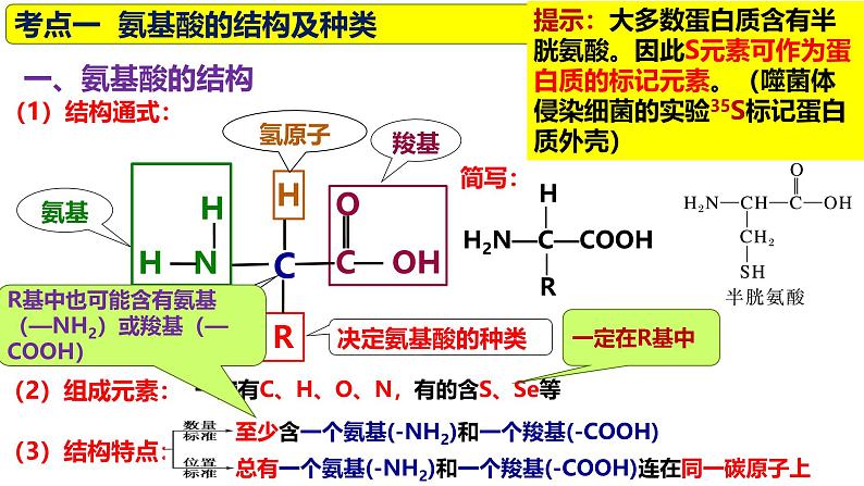 2025届高三生物一轮复习课件第3讲蛋白质是生命活动的主要承担者第6页