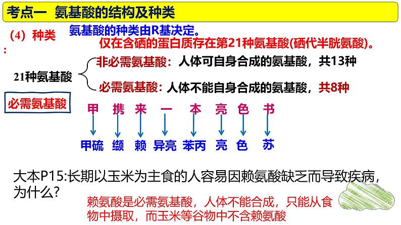 2025届高三生物一轮复习课件第3讲蛋白质是生命活动的主要承担者第7页