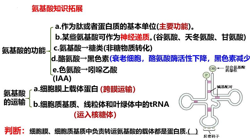 2025届高三生物一轮复习课件第3讲蛋白质是生命活动的主要承担者第8页