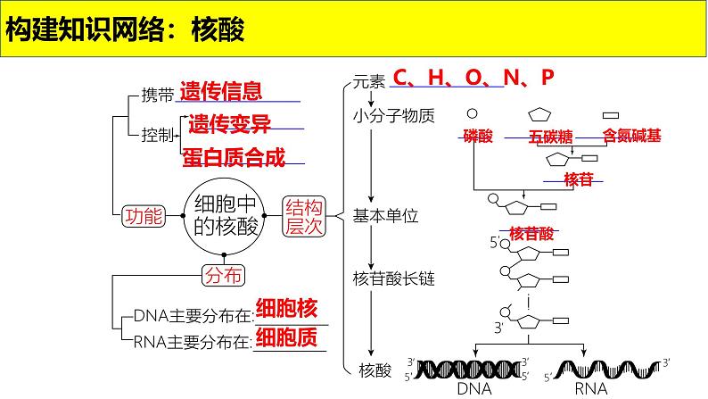 2025届高三生物一轮复习课件第4讲核酸是遗传信息的携带者03