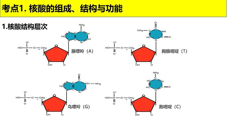 2025届高三生物一轮复习课件第4讲核酸是遗传信息的携带者04