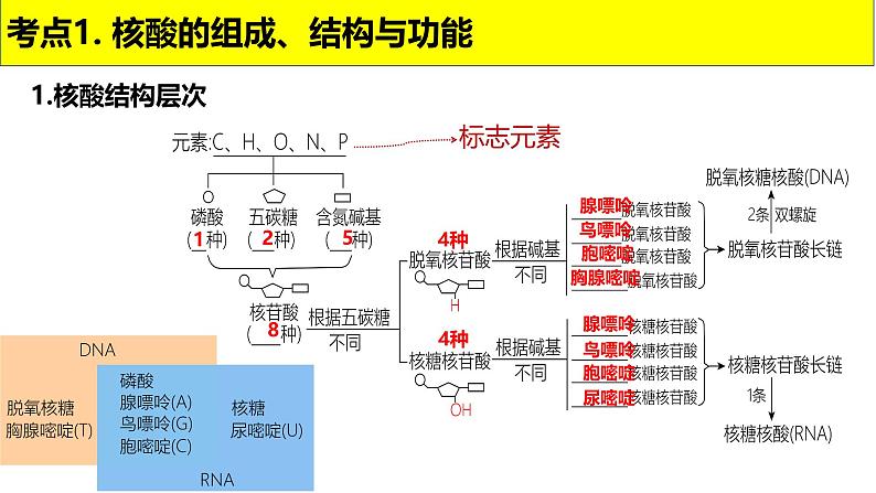 2025届高三生物一轮复习课件第4讲核酸是遗传信息的携带者05