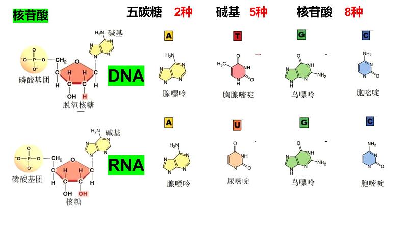 2025届高三生物一轮复习课件第4讲核酸是遗传信息的携带者06