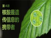 2025届高三生物一轮复习课件第4讲：核酸是遗传信息的携带者