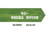 2025届高三生物一轮复习课件第4讲：核酸是遗传信息的携带者