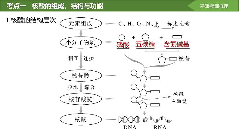 2025届高三生物一轮复习课件第4讲：核酸是遗传信息的携带者第4页