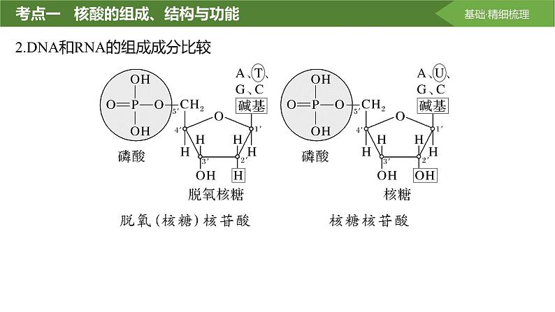 2025届高三生物一轮复习课件第4讲：核酸是遗传信息的携带者第5页