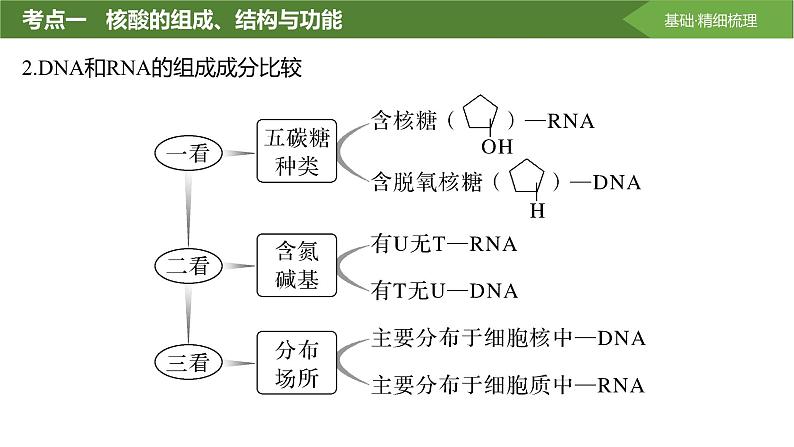 2025届高三生物一轮复习课件第4讲：核酸是遗传信息的携带者第6页