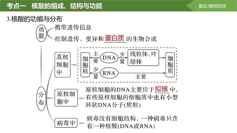 2025届高三生物一轮复习课件第4讲：核酸是遗传信息的携带者第7页