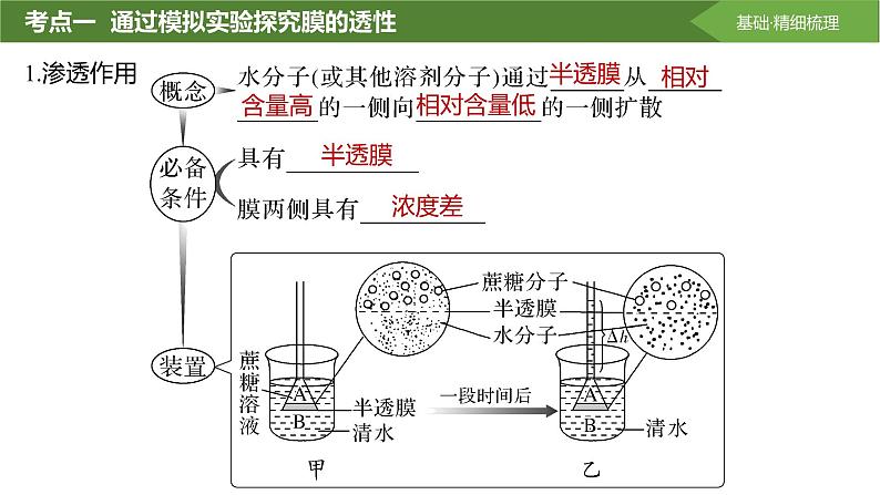 2025届高三生物一轮复习课件第7讲：水进出细胞的原理第4页