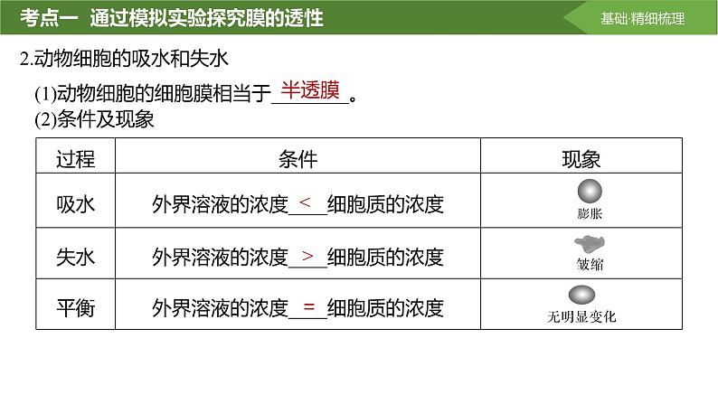 2025届高三生物一轮复习课件第7讲：水进出细胞的原理第6页