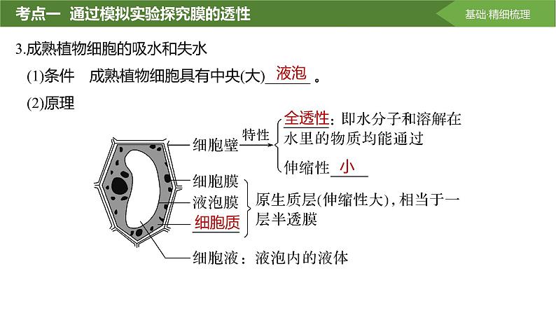 2025届高三生物一轮复习课件第7讲：水进出细胞的原理第7页