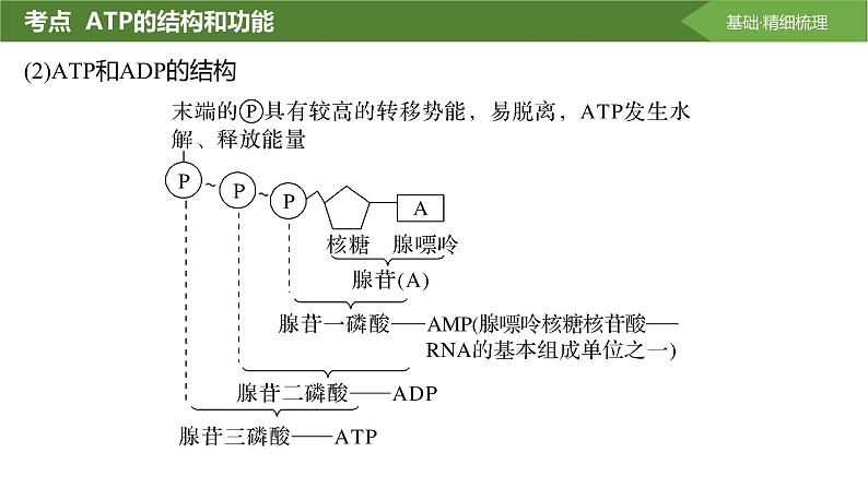 2025届高三生物一轮复习课件第10讲：细胞的能量“货币”ATP第5页