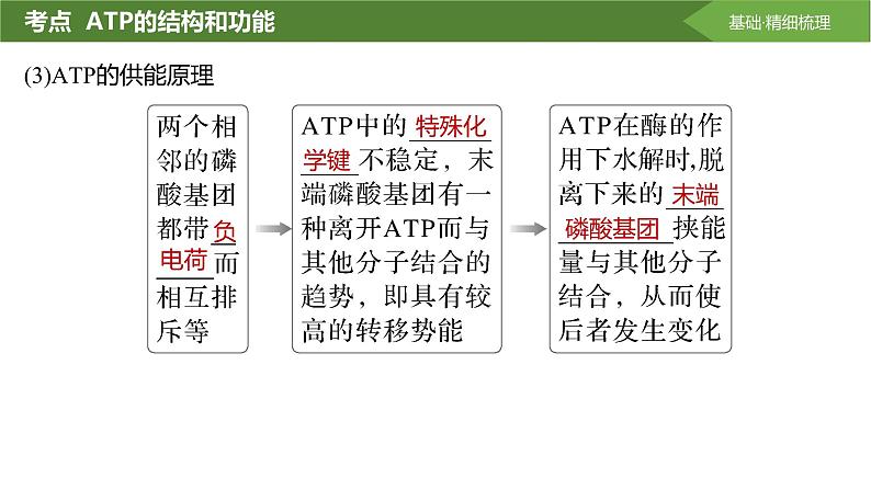 2025届高三生物一轮复习课件第10讲：细胞的能量“货币”ATP第6页