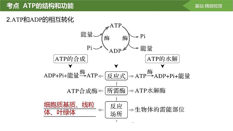 2025届高三生物一轮复习课件第10讲：细胞的能量“货币”ATP第8页